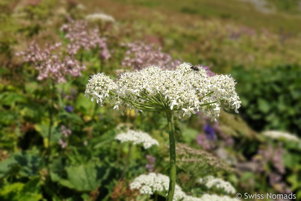 Alpine Sommer Wiese