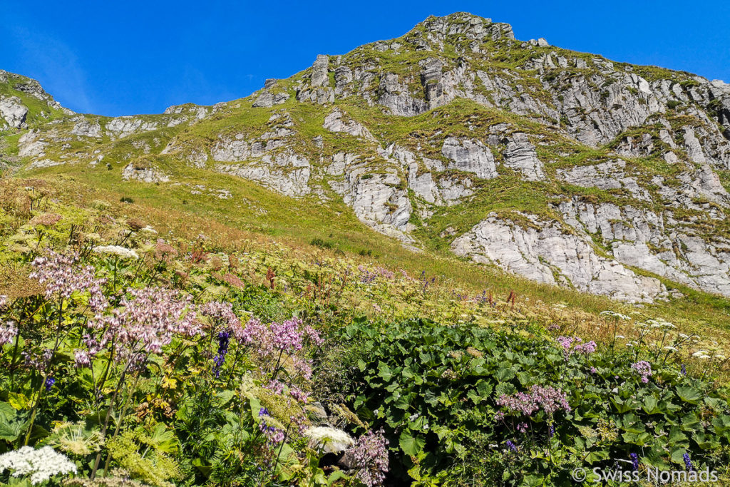 Alpine Sommer Wiese