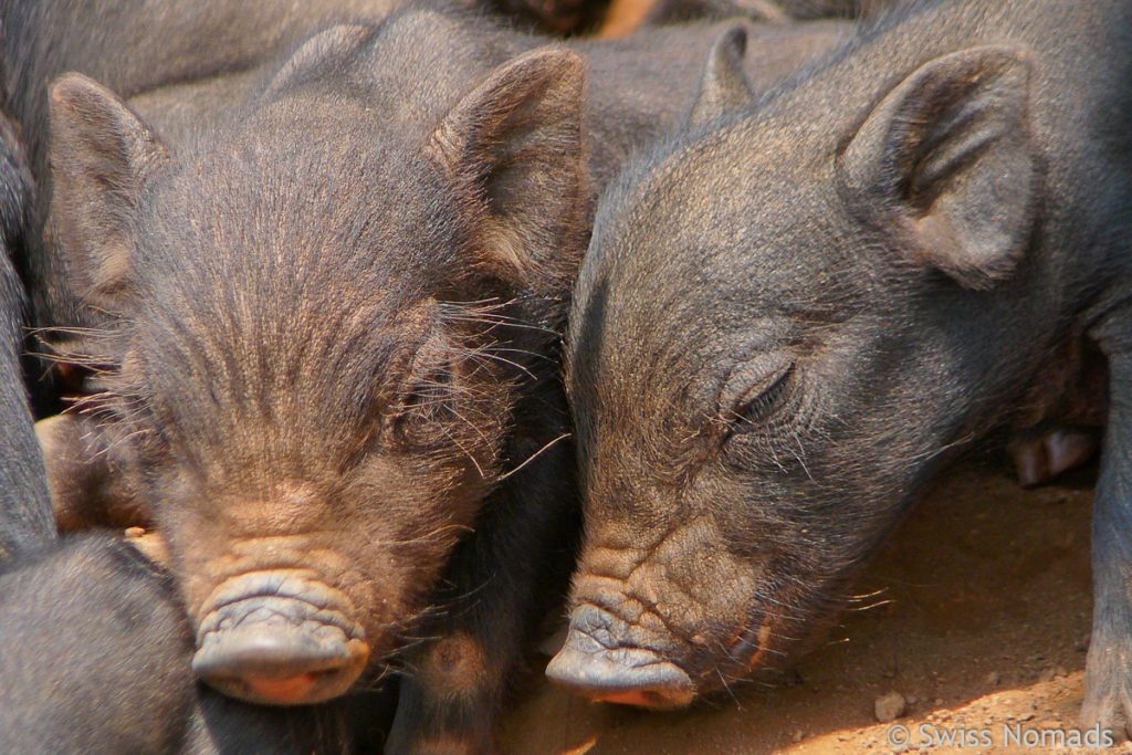 Schweine beim Trekking nach Ban Sam Yord 