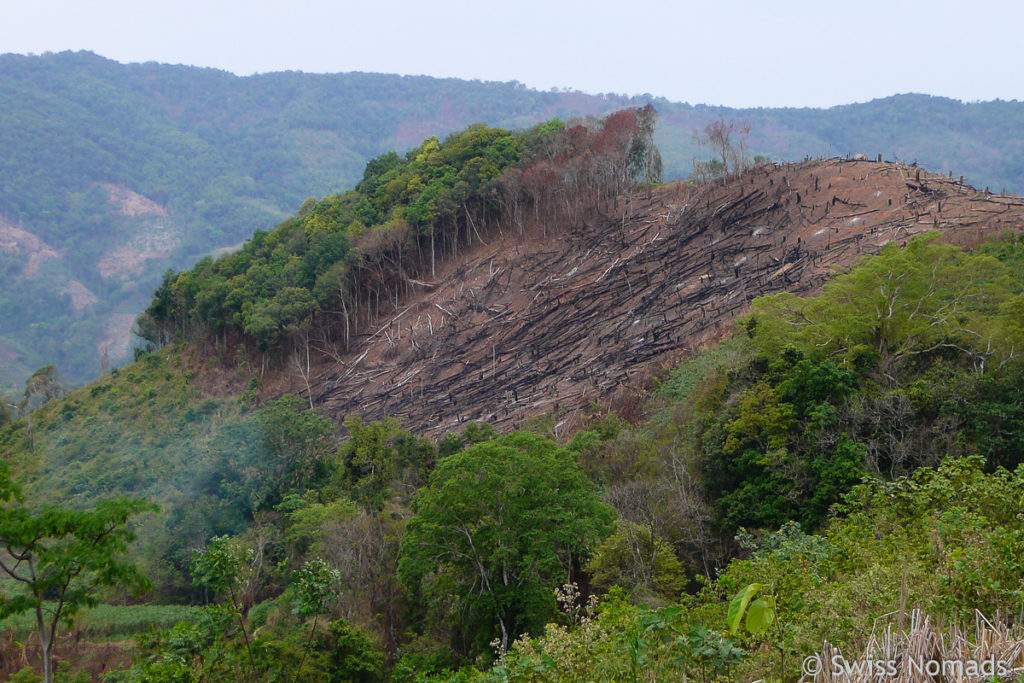 Trekking in Luang Namtha durch Brandrodung