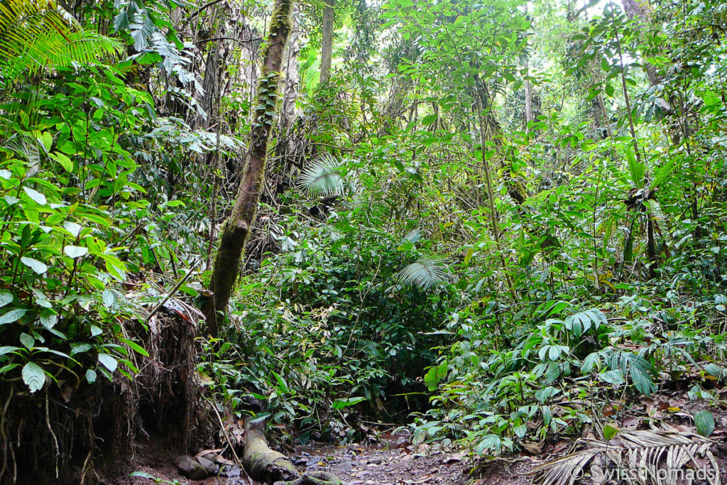 Weg durch Urwald beim Trekking in Luang Namtha