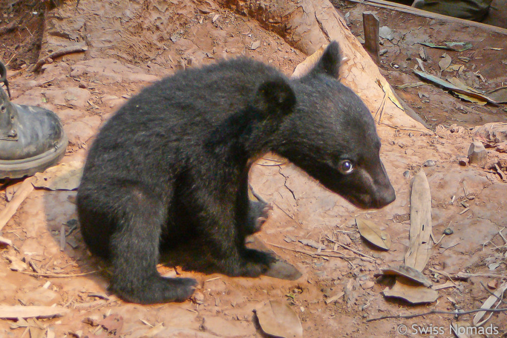 Bär bei der Gibbon Experience in Laos