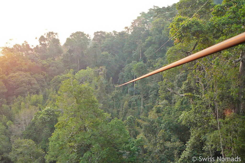 Gibbon Experience Morgenstimmung