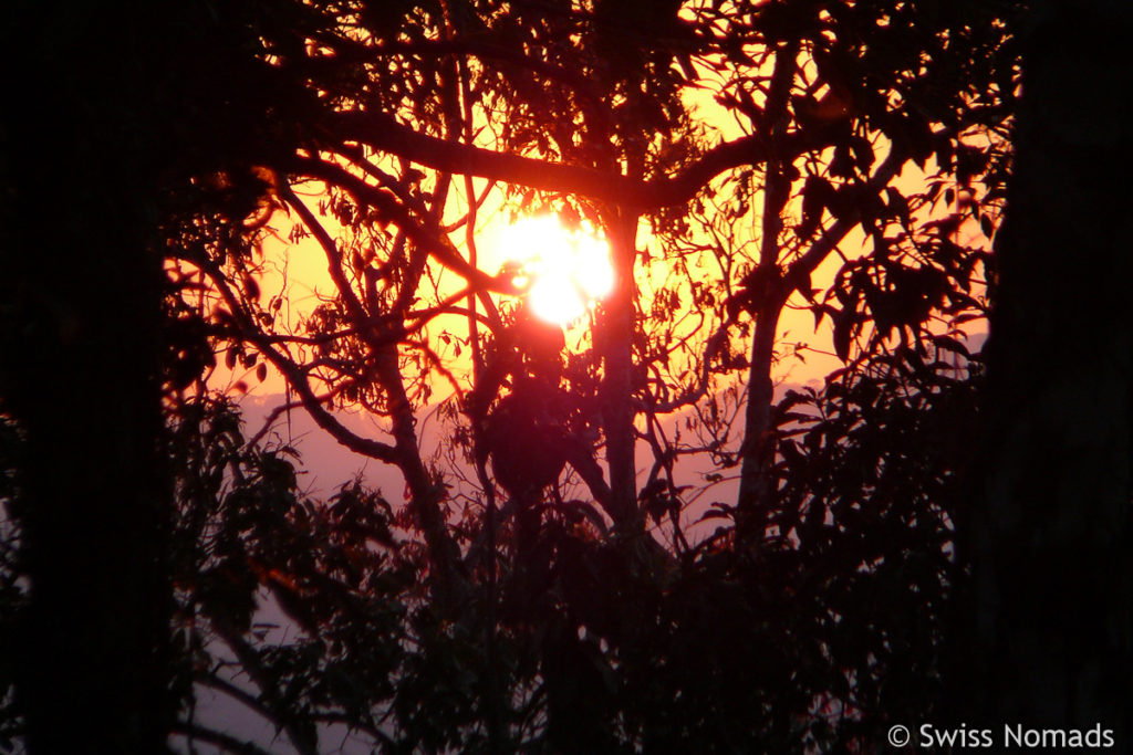 Gibbon Experience Sonnenuntergang