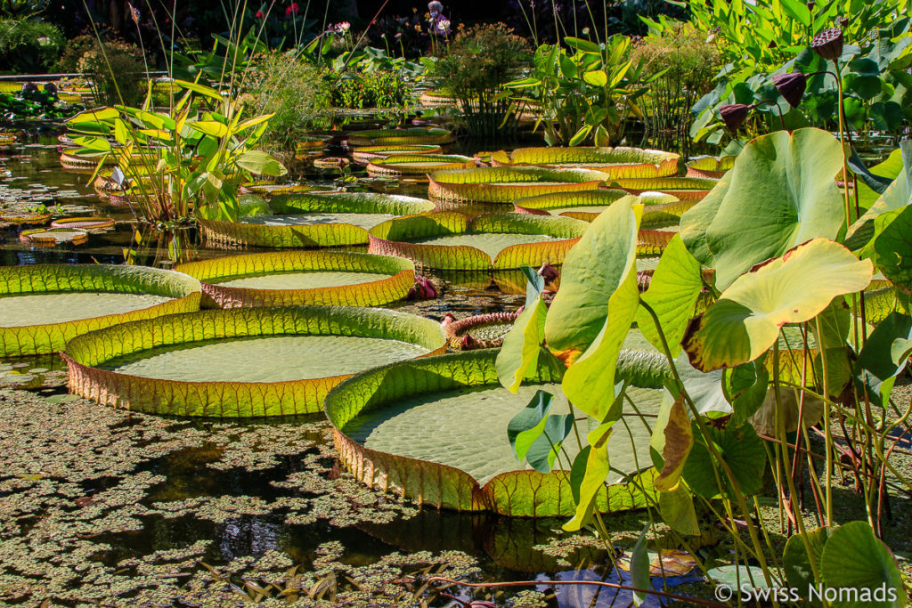 Seerosen im Palmengarten in Frankfurt