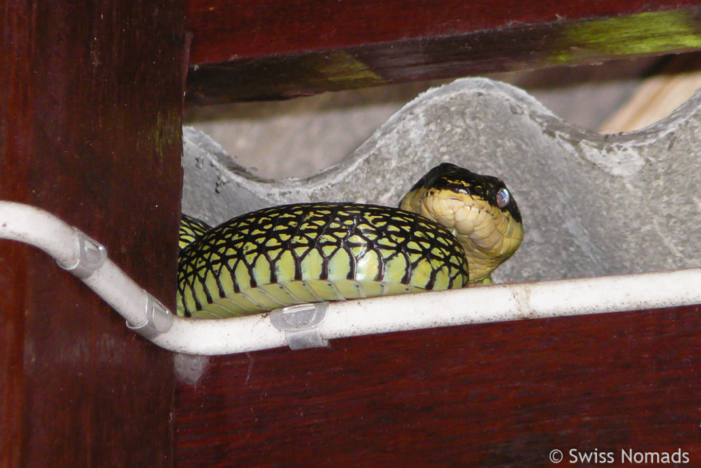 Baumschlange im Bungalo auf Koh Tao