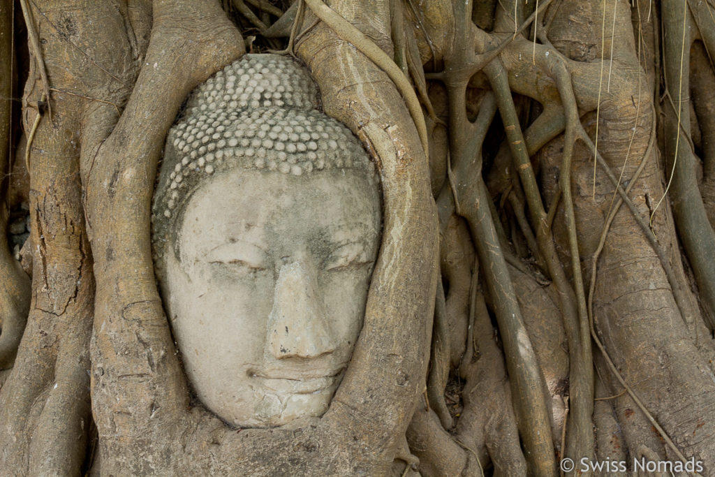 Buddha Kopf im Baum im Wat Mahathat