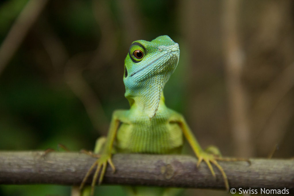 Eidechste im botanischen Garten in Singapur