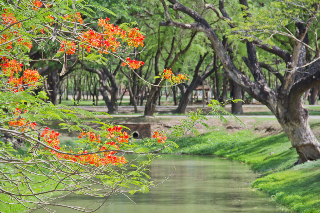 Grünanlage im Geschichtspark Sukhothai