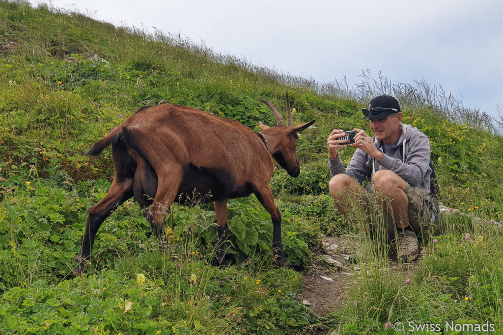 Ziegen auf der Leistchamm Wanderung