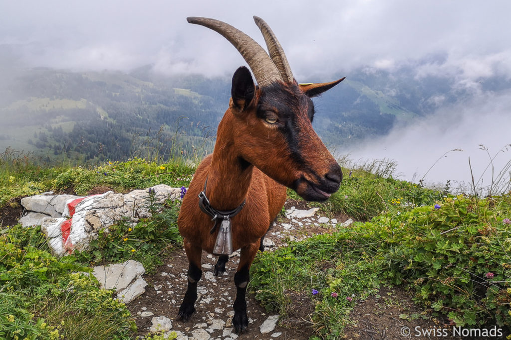 Ziegen auf der Leistkamm Wanderung