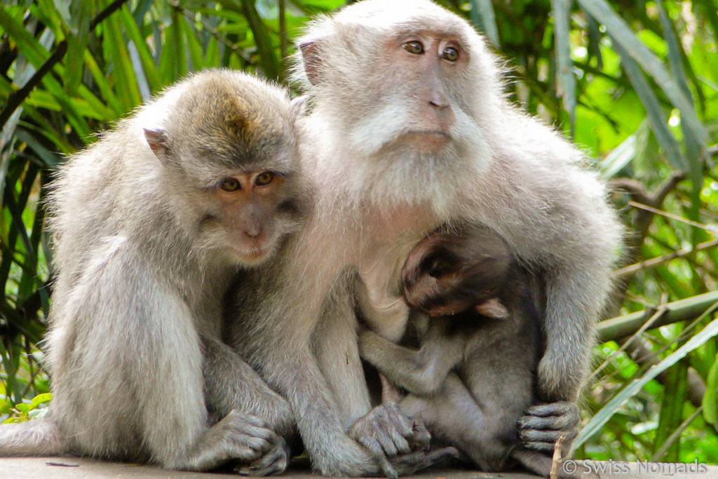 Affen im Monkey Forest in Ubud