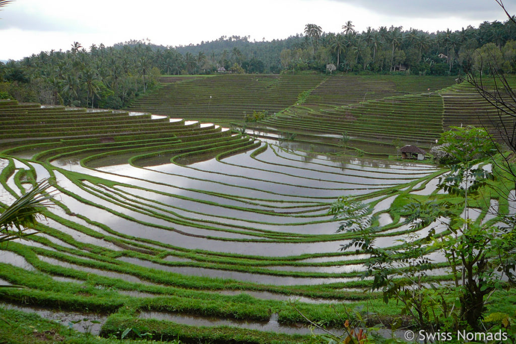 Belimbing Reis Terrassen in Bali