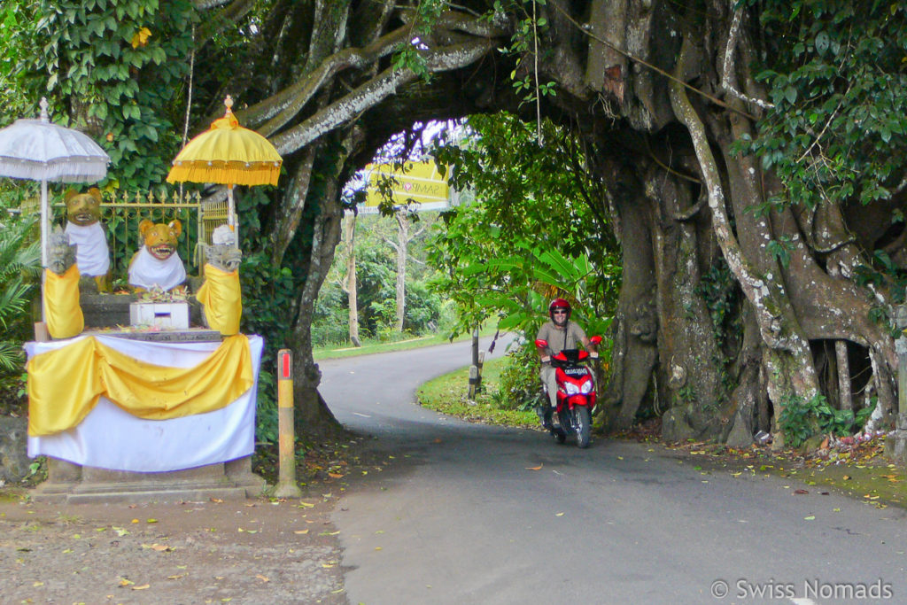 Bunut Bolong Baum Tunnel in Bali