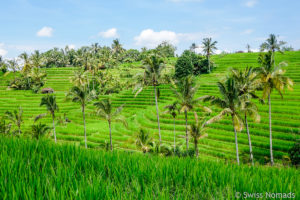 Mehr über den Artikel erfahren Die schönsten Reisterrassen auf Bali