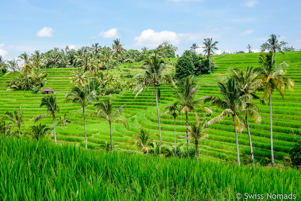 You are currently viewing Die schönsten Reisterrassen auf Bali