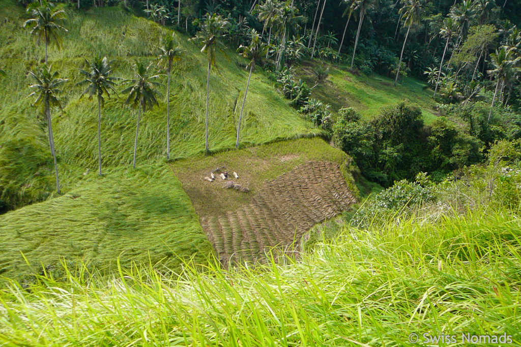 Feldarbeit in Ubud auf Bali