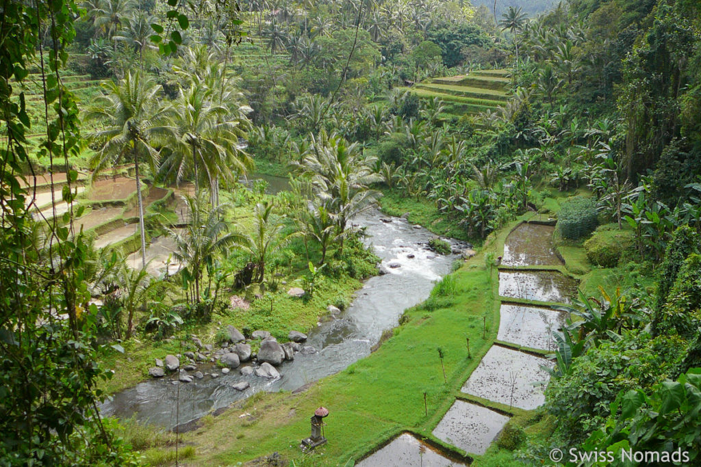 Kajeng Reisterrassen in Ubud