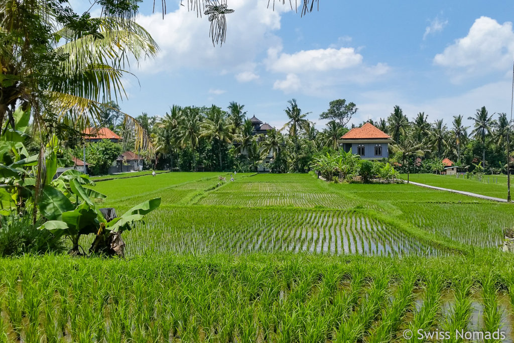 Kajeng Rice Field Walk in Ubud