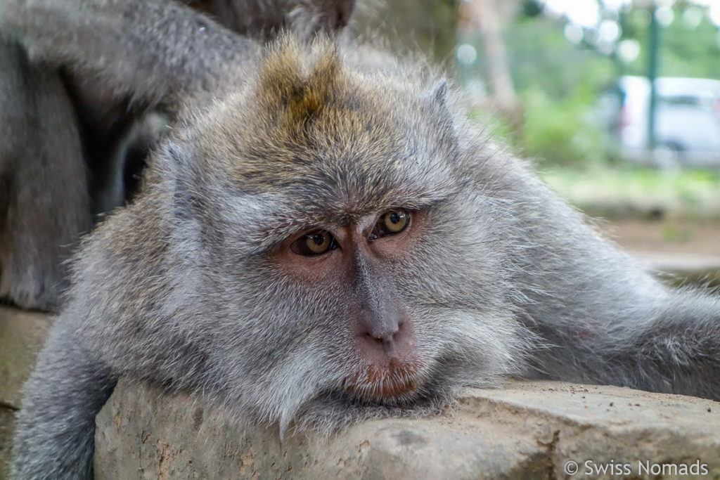 Makake im Monkey Forest in Ubud