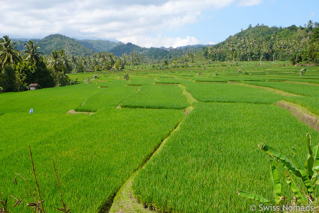 Mayong Reisterrassen in Nord Bali