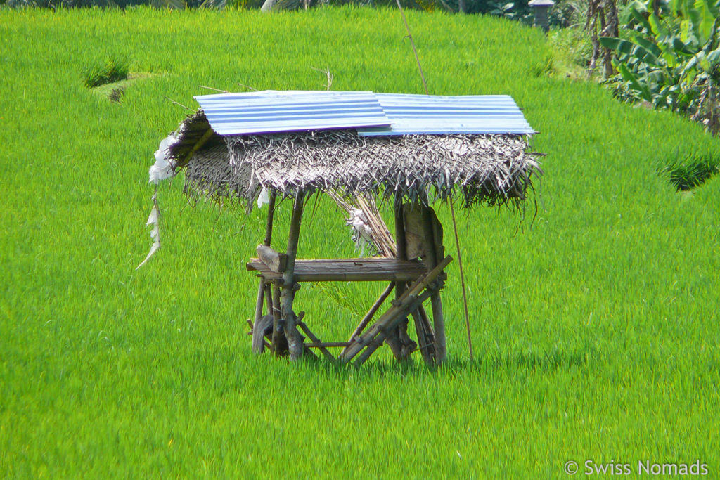 Hütte im Reisfeld