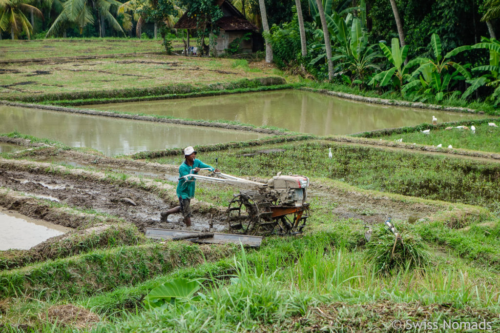 Reisarbeiter in Ubud auf Bali