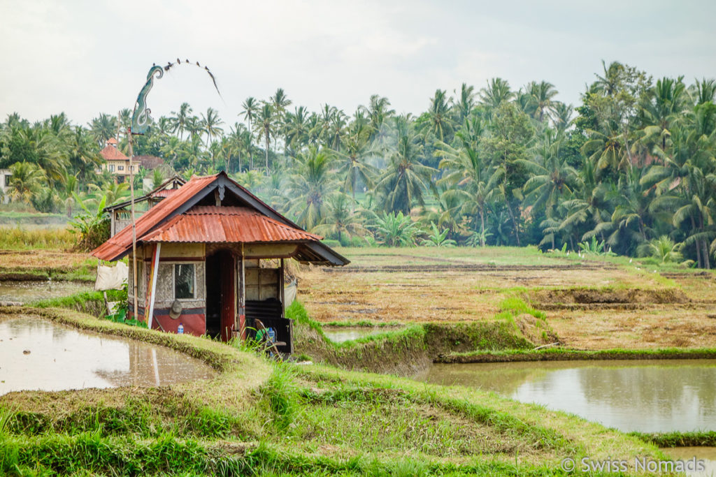 Reisfeld in Ubud