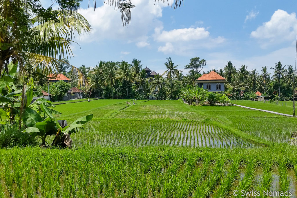 Reisfelder auf Bali bei Ubud