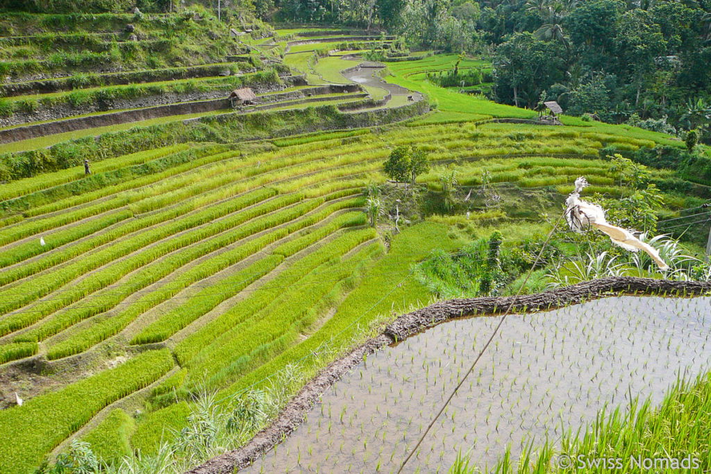 Schmale Reisterrassen auf Bali