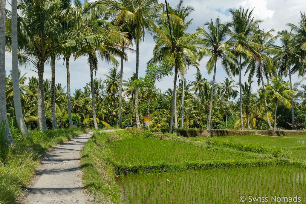 Spaziergang durch Reisfelder in Ubud