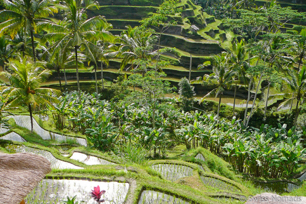 Tagalalang Reisterrassen auf Bali