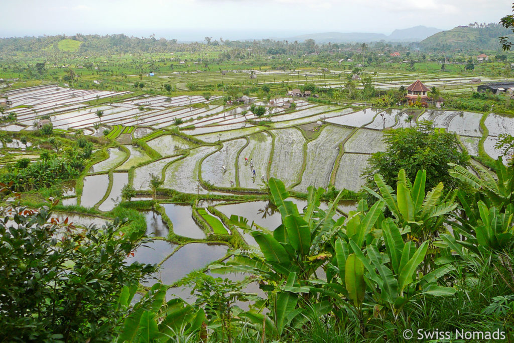 Tirta Gangga Reisterrassen