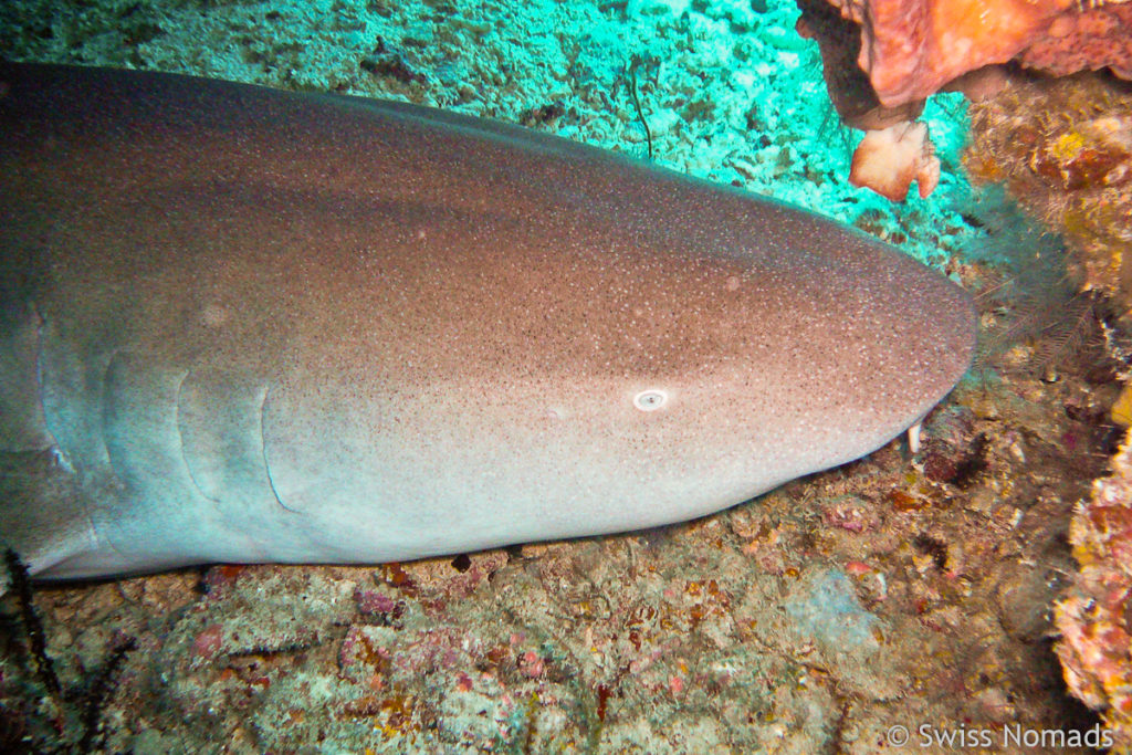 Ammenhai beim Tauchen im Maratua Atoll