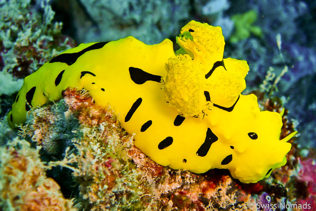 Bananen Nacktschnecke im Maratua Atoll