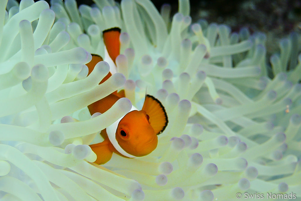 Clownfisch in Anemone im Maratua Atoll