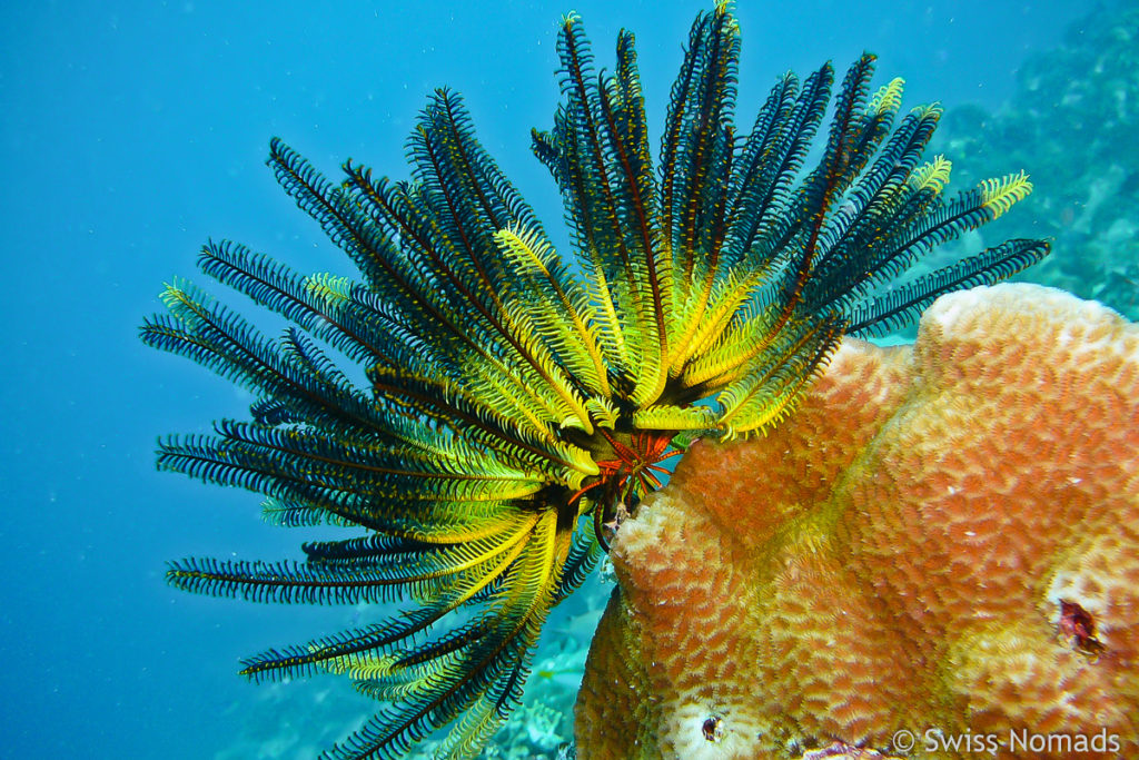 Federstern im Maratua Atoll