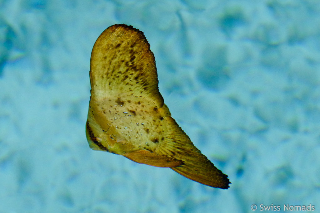 Fledermausfisch Jungtier