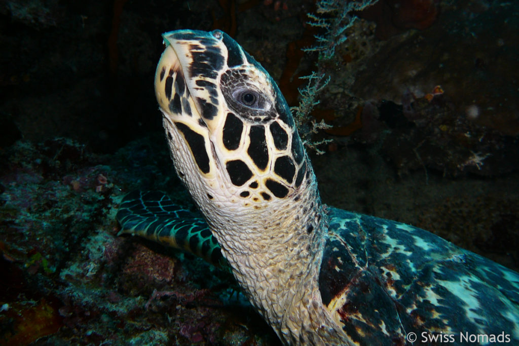 Grüne Meeresschildkröte bei Sangalaki Island