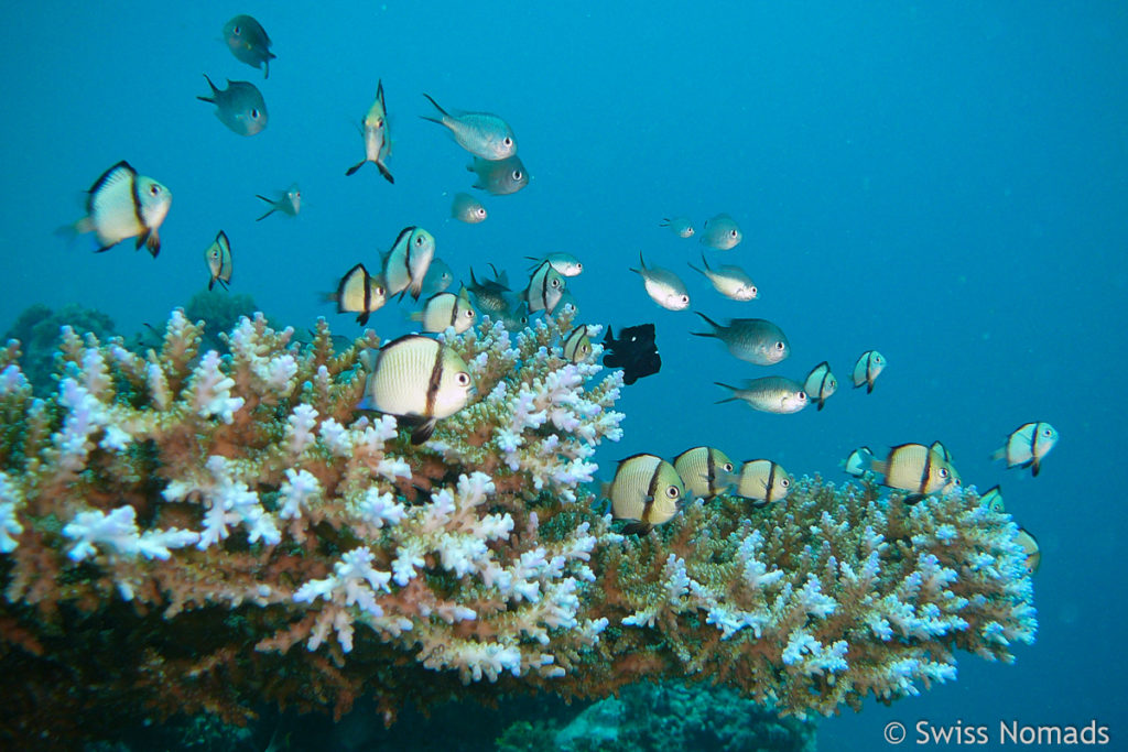 Korallenfische im Maratua Atoll