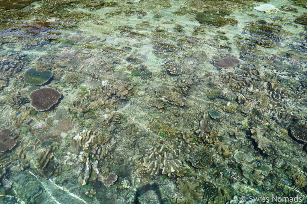 Korallenriff der Insel Kakaban in Indonesien