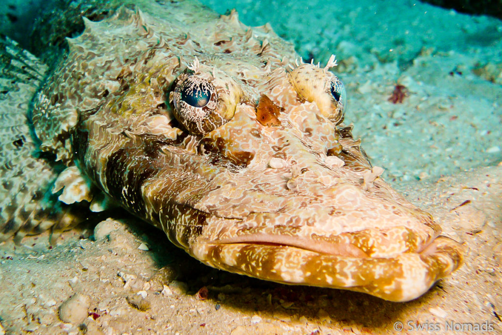 Krokodilfisch im Maratua Atoll