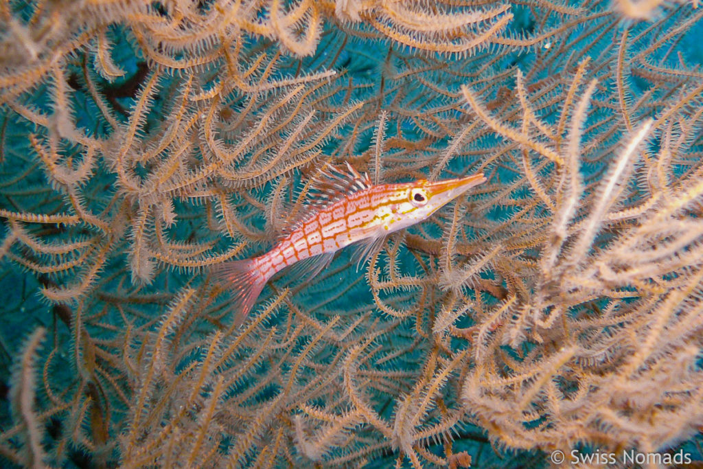 Langschnauzen Büschelbarsch im Maratua Atoll