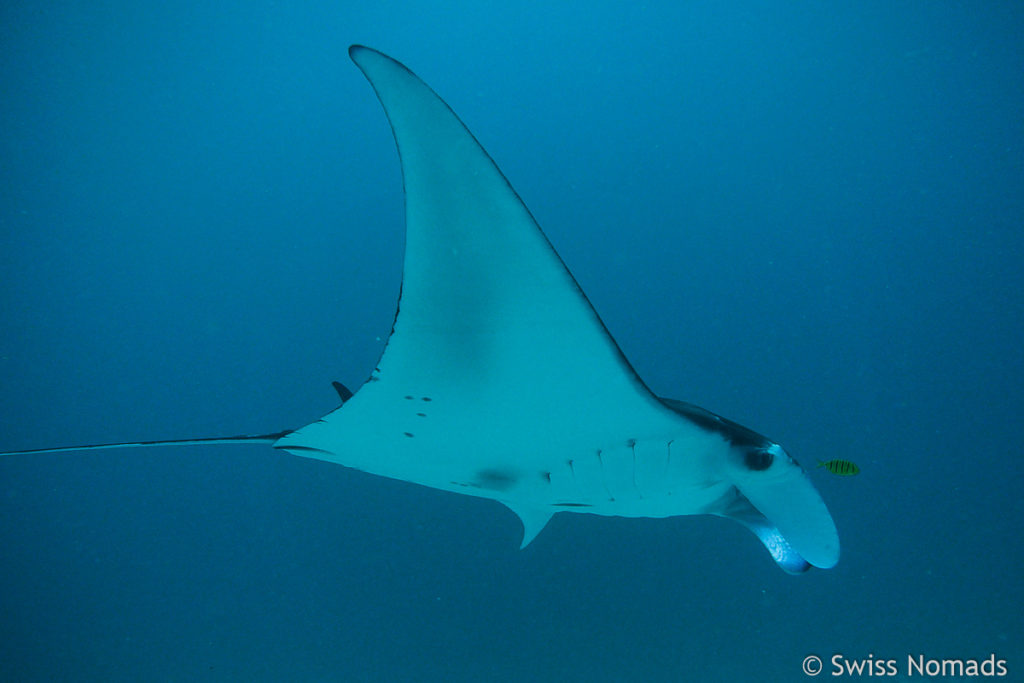 Manta Rochen bei Sangalaki Island