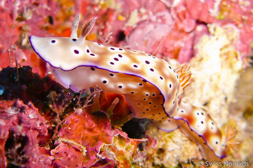 Pracht Sternschnecke im Maratua Atoll