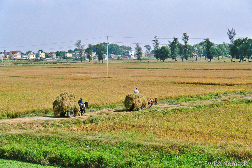 Reisbauern in Vietnam