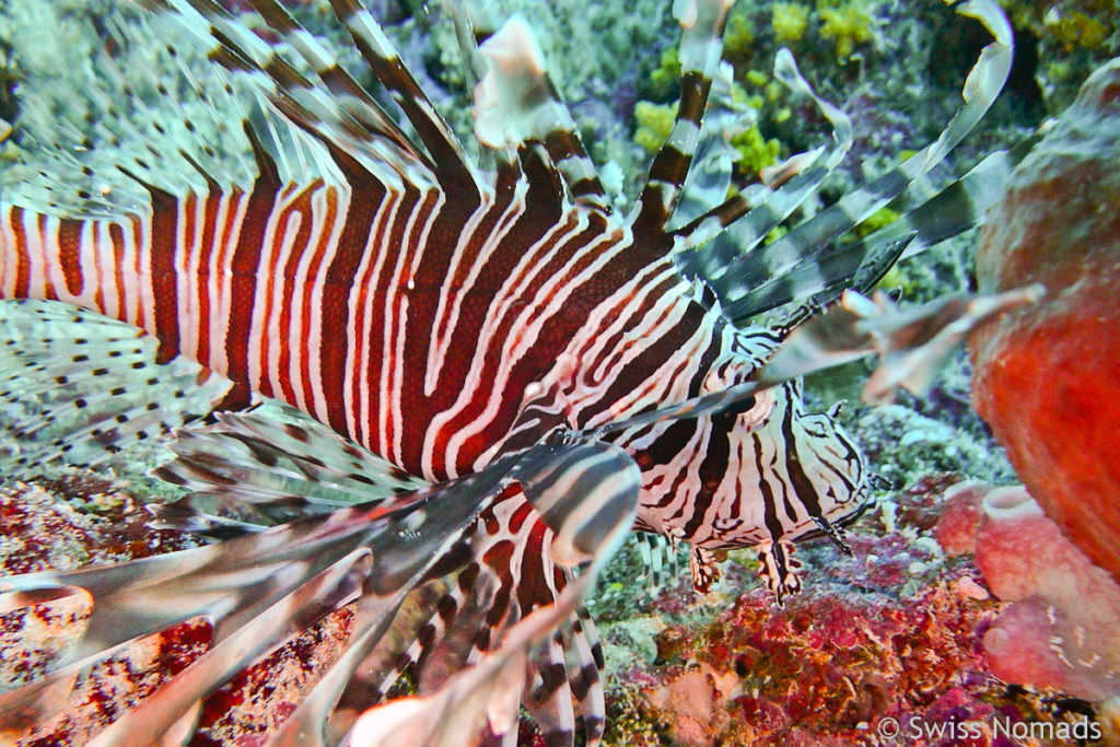 Rotfeuerfisch im Maratua Atoll