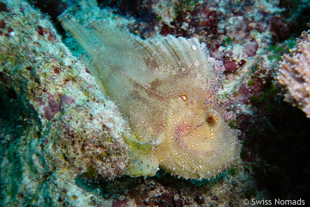 Schaukelfisch am Tauchplatz Big Fish Country