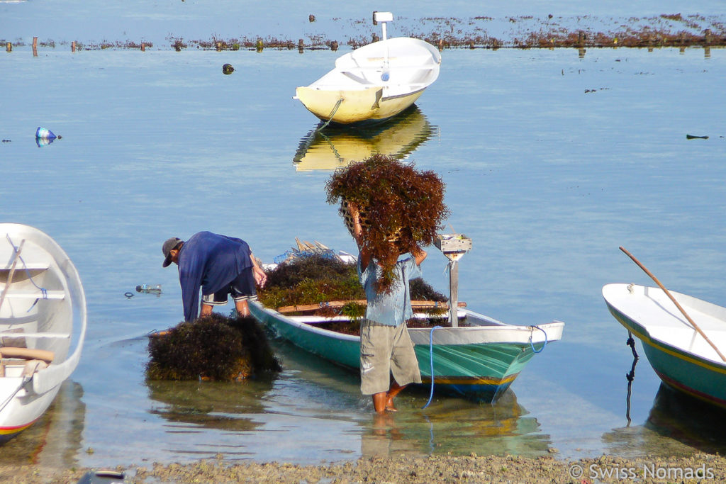 Seetang Ernte auf Nusa Lembongan