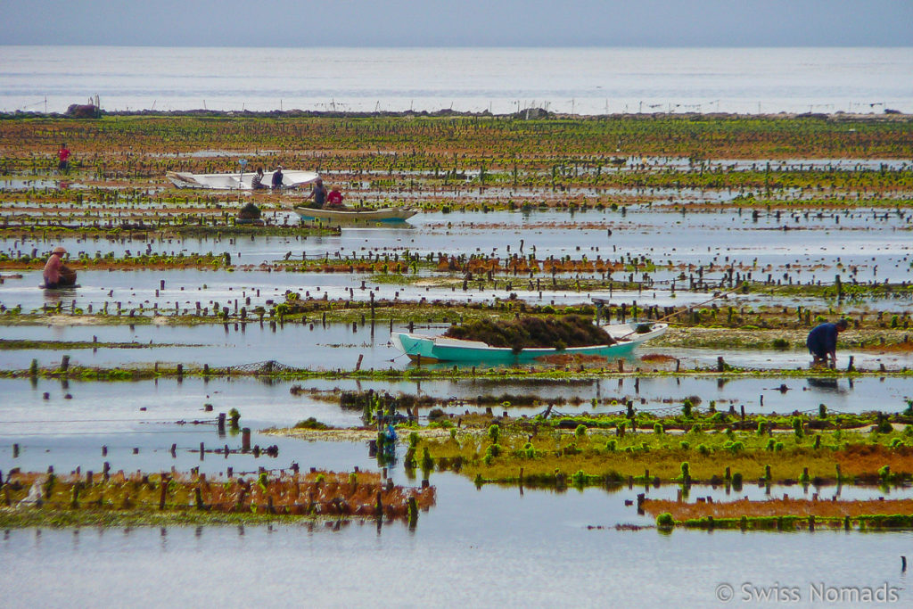 Seetang Farmen auf Nusa Lembongan